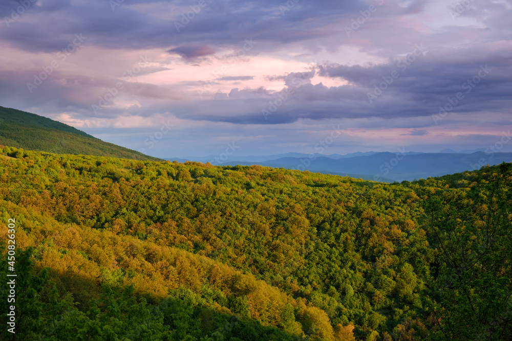 Golden, yellow, sunlit forests under a blue, purple and cloudy sunset sky