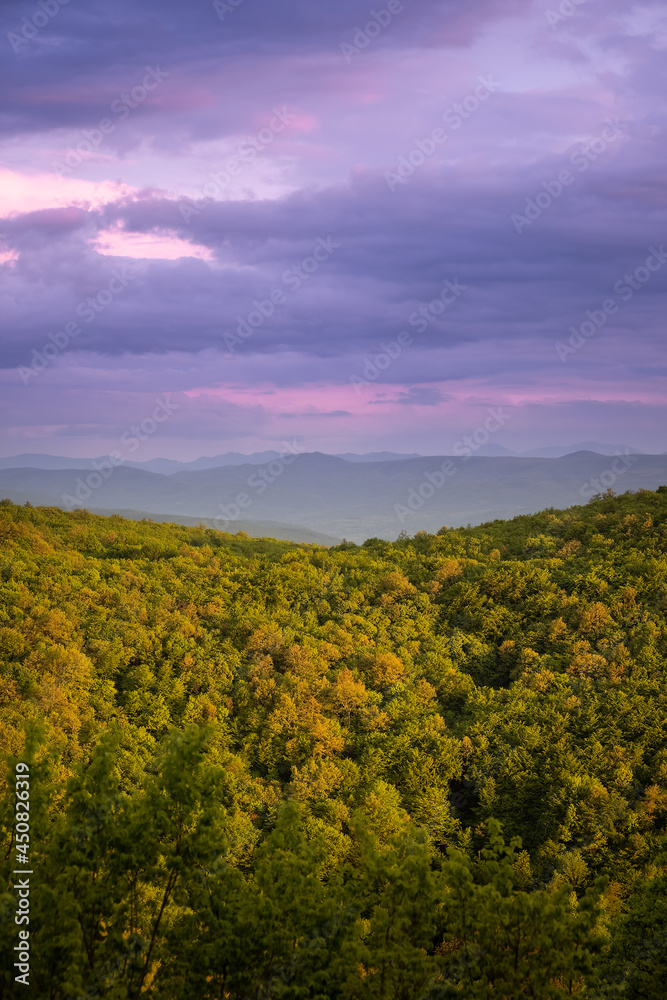 Golden, yellow, sunlit forests under a blue, purple and cloudy sunset sky