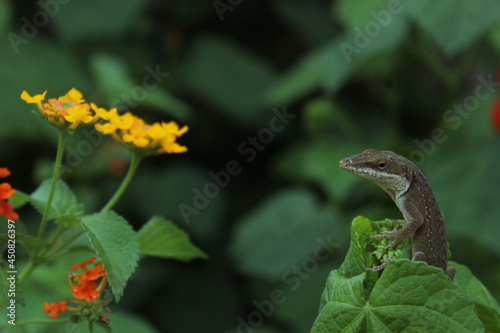Green Anole Lizard Anolis carolinensis on Lantana Flower, Shallow DOF © LMPark Photos