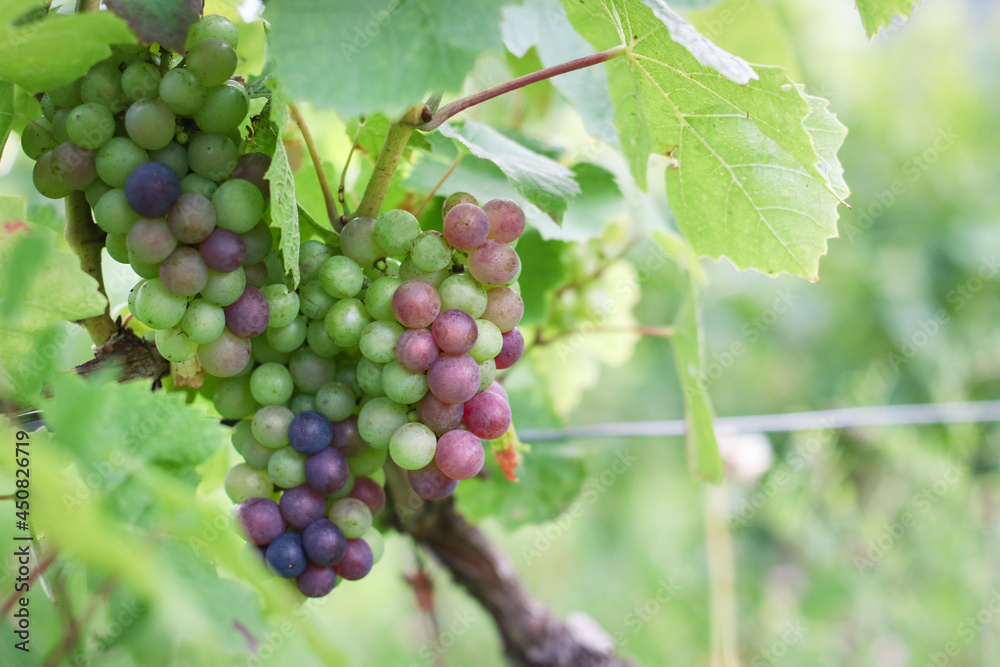 A red grapevine going to ripe on its branch in vineyard with leaves and green nature in background during bearing season 