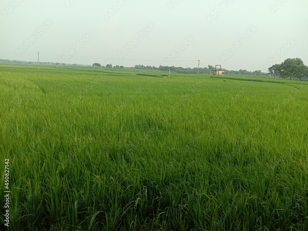 Fototapeta premium green rice field