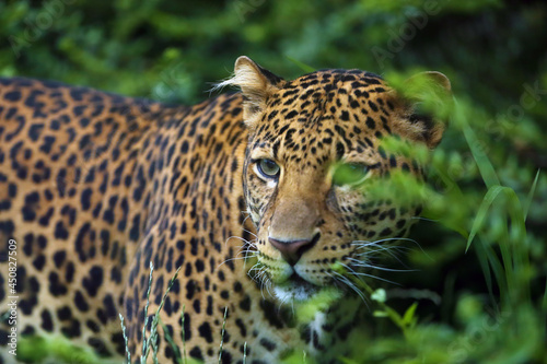 The Javan leopard  Panthera pardus melas   the third subspecies of leopard.