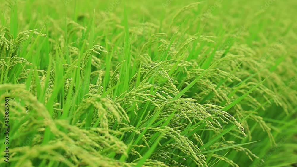 風に揺れる秋の稲穂　スロー　動き