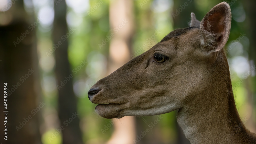 deer, tier, wild lebende tiere, säugetier, natur, wald, hirschkuh, kitz deer, tier, wild lebende tiere, säugetier, natur, wald, hirschkuh, kitz