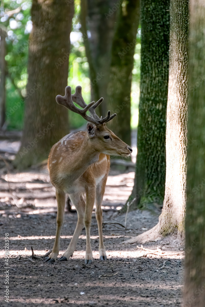 deer, tier, wild lebende tiere, säugetier, natur, wald, hirschkuh, kitz deer, tier, wild lebende tiere, säugetier, natur, wald, hirschkuh, kitz