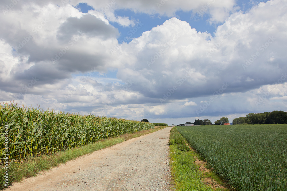 Country road in Flanders Flemish Ardennes with corn and wheat under cloudy sky
