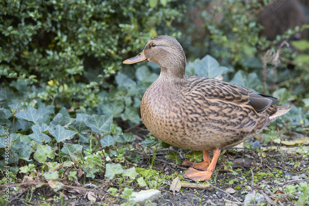 Portrait of female wild mallard duck Portrait of female wild mallard duck