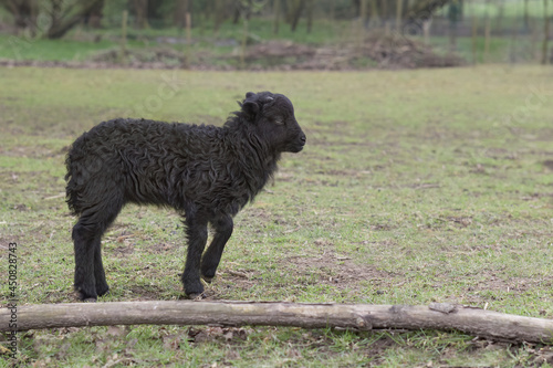Young black male ouessant sheep lamb