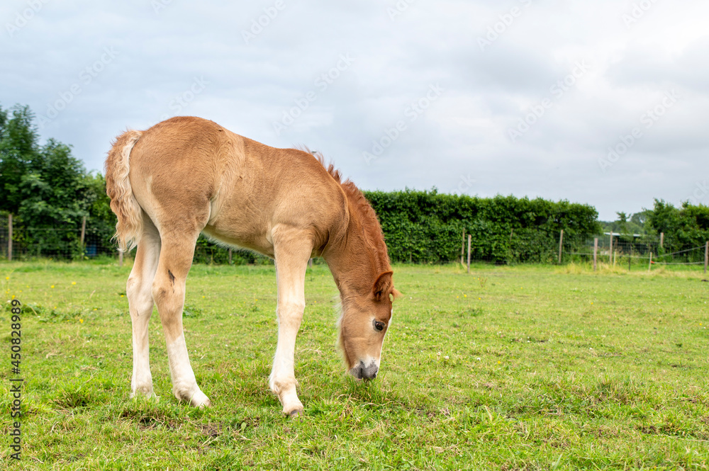 Brown foal in the meadow