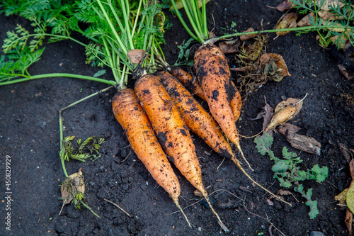 Fresh harvest, bright carrots on the black soil