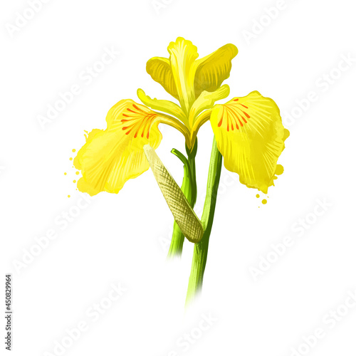 Bach - Acorus calamus ayurvedic herb, flower. digital art illustration with text isolated on white. Healthy organic spa plant widely used in treatment, for preparation medicines for natural use