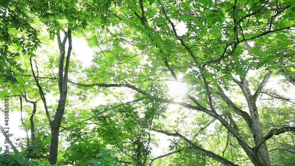 木々の間から射す太陽の光 森林 木々の間から射す太陽の光 森林