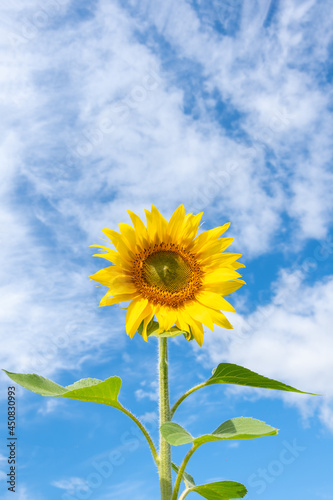 Close-up of a blooming yellow sunflower against a blue sky with fluffy clouds  vertical frame  copy space. Sunflower as a symbol of summer  happiness  relaxation