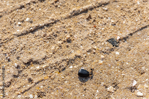 A working ant on the sea sand, pulling the seeds. Selective focus. Wildlife concept