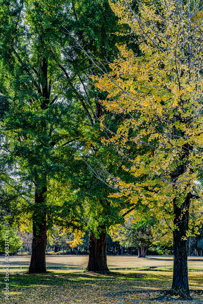 Naklejka premium 秋の公園