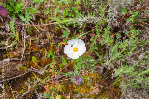 White colored flower of the plant called Moorish jagz, black steppe or black rockrose, Cistus salviifolius photo