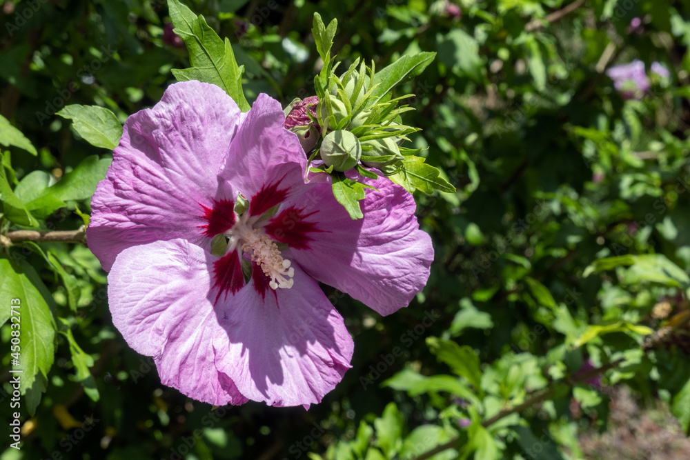 Pink Hibiscus flowering in East Grinstead