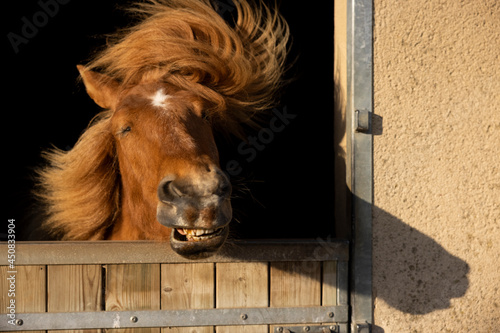 Head horse waiting box sun light
