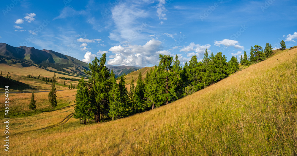 Atmospheric green landscape with tree in mountains. A close-standing group of green coniferous trees on a plateau against the backdrop of Alpine mountains with a blue sky.