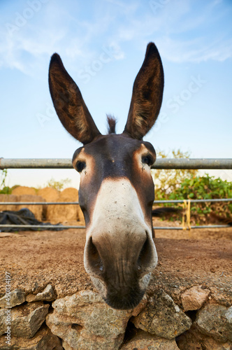 Face of a balearic donkey, known as asno mallorquín, in the countryside near s’Alquería Blanca (Santanyí, southern Majorca, Balearic Islands, Spain) photo