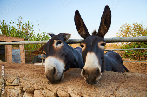 Two balearic donkeys, known as asno mallorquín, in an enclosure in the countryside near s’Alquería Blanca (Santanyí, Majorca, Balearic Islands, Spain) photo
