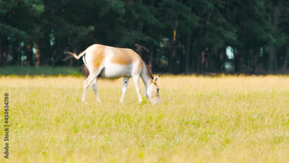 Herd of Wild Horses eat grass at meadows, Kulan or Equus hemionus, Protection of Nature Concept. Raising Horses in their natural environment. Animal in the wild, Wildlife, Telephoto lens close up 4k Herd of Wild Horses eat grass at meadows, Kulan or Equus hemionus, Protection of Nature Concept. Raising Horses in their natural environment. Animal in the wild, Wildlife, Telephoto lens close up 4k