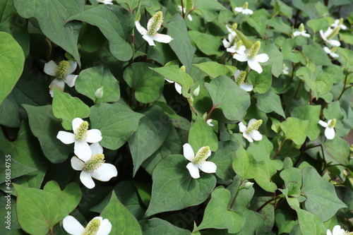 Houttuynia cordata(chameleon plant) blooming in a shady garden photo