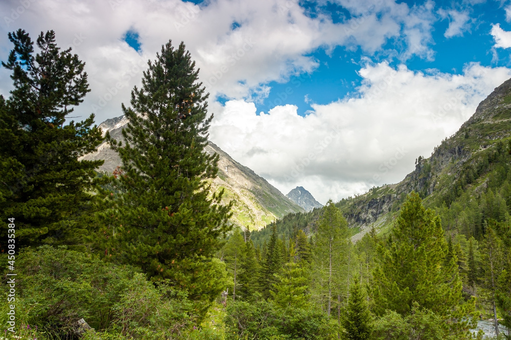 Landscape.Coniferous trees on the background of mountains