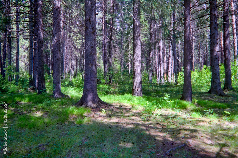 Forest landscape. Fir in the coniferous forest. Summer sunny day in the wild. Forest landscape. Fir in the coniferous forest. Summer sunny day in the wild.