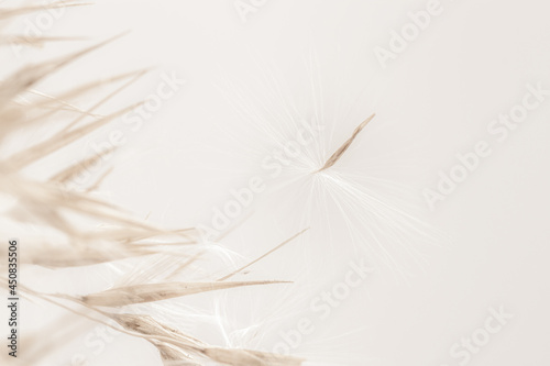 Dry romantic beige soft mist effect fragile rush reed cane buds with light  background and place for text macro