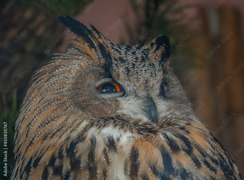 Fototapeta premium owl portrait