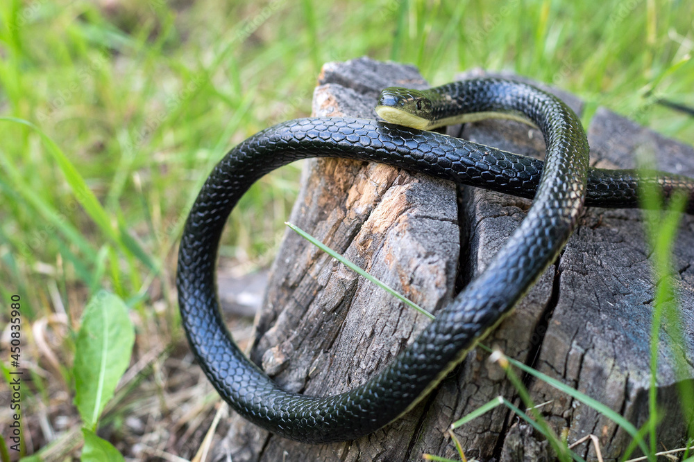 Obraz premium A venomous snake is basking on a tree stump on sunny summer day.