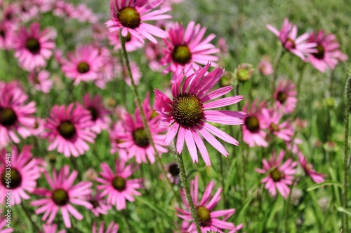 Lovely pink daisy wildflower growing in the bright summer sun in the meadow.