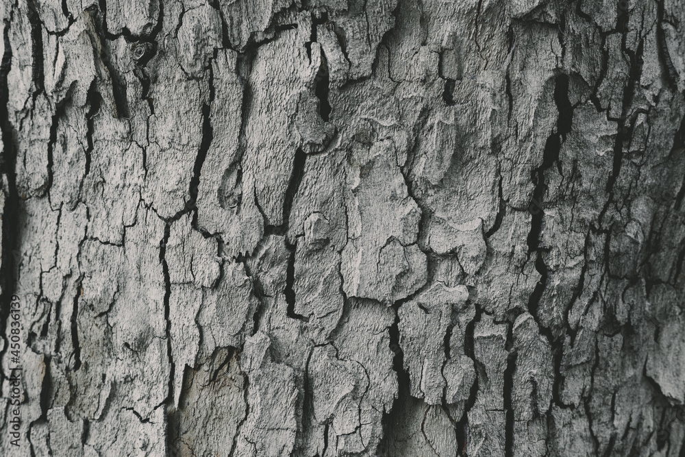 Close up Tree Bark Texture Background . Macro shot Close up Tree Bark Texture Background . Macro shot