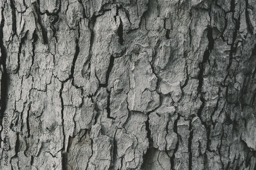Close up Tree Bark Texture Background . Macro shot