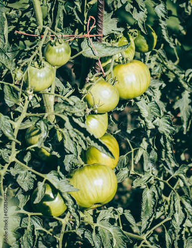 Green tomatoes hanging from the plant