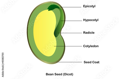 diagram of the parts of a dicotyledon seed