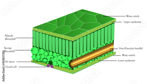 diagram of  internal parts of the leaf