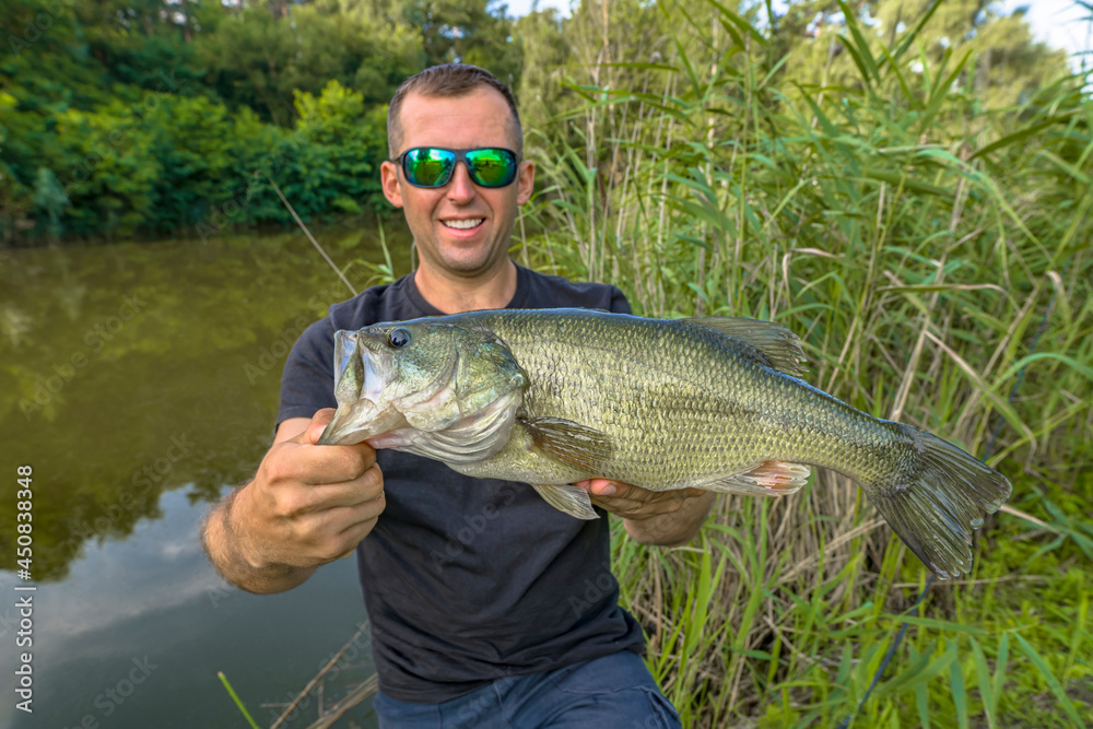Bass fishing. Big bass fish in hands of pleased fisherman. Largemouth perch at pond - obrazy, fototapety, plakaty 