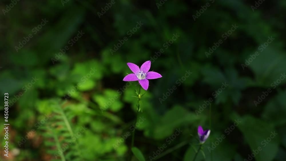 Beautiful wild flowers in natural light in the mountain Beautiful wild flowers in natural light in the mountain