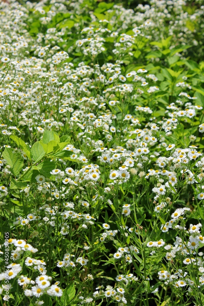 White wild flowers growing in the sunny summer meadow. White wild flowers growing in the sunny summer meadow.