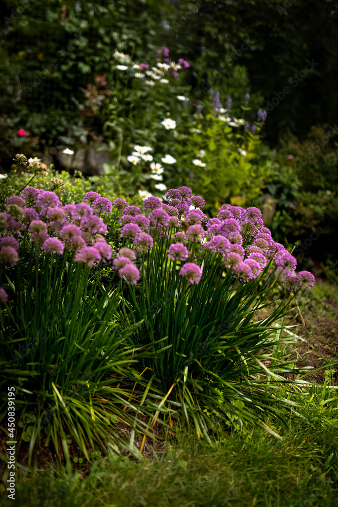 flowers in the garden flowers in the garden