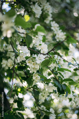 Apple tree blossom in summertime