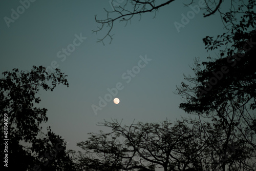 A bright full moon seen through a tree leaves