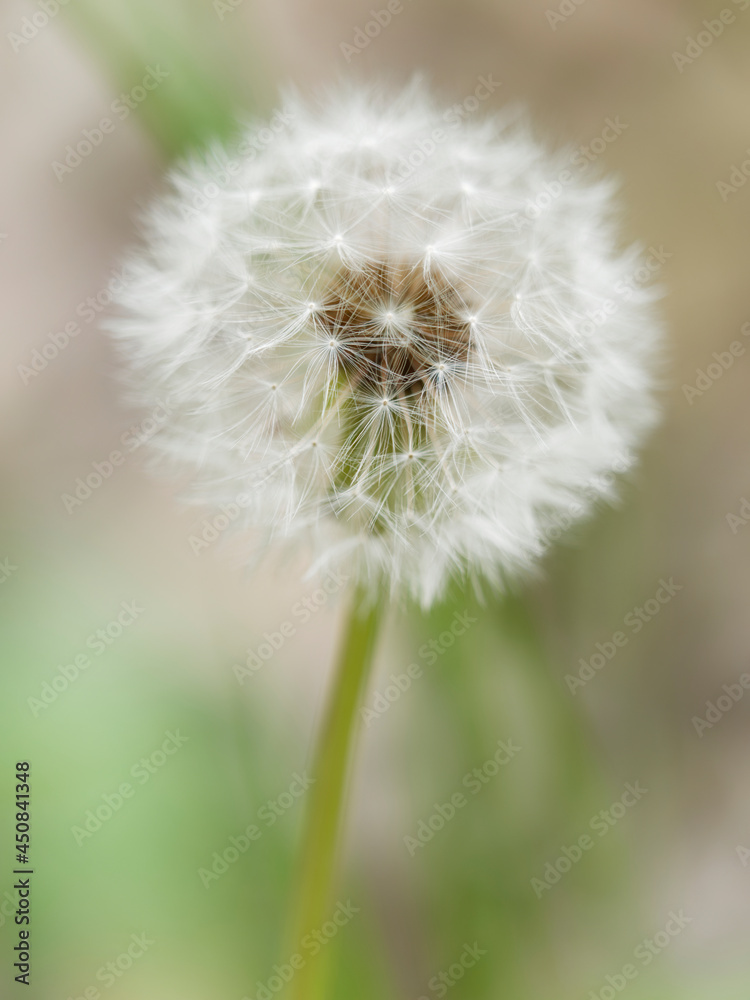 Fototapeta premium A scene from the countryside of Japan that is everywhere you visit at will