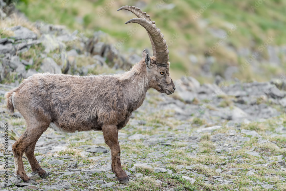 Portrait of old Ibex mountain in spring season (Capra ibex)