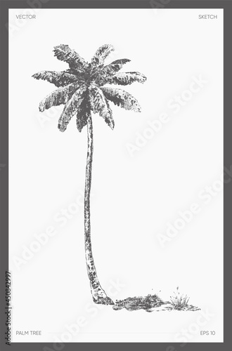 High detail vector palm tree realistic sketch