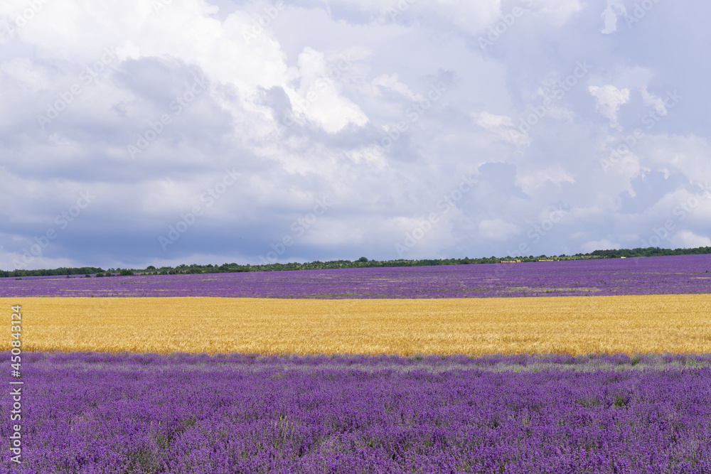A field of lavender and a field of wheat on a Sunny summer day