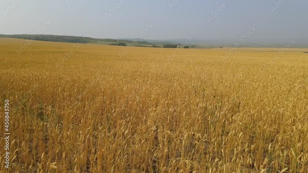 Aerial View of Gold Agricultural field of wheat. harvest crops Aerial View of Gold Agricultural field of wheat. harvest crops