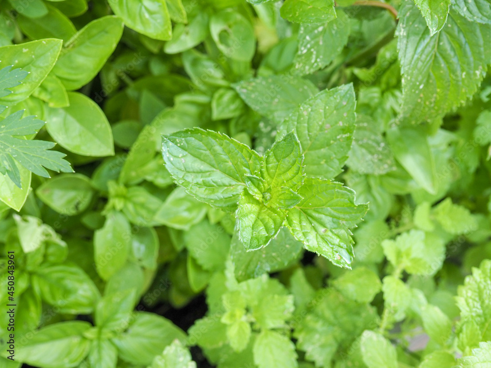 Pfefferminz im Garten Pfefferminz im Garten